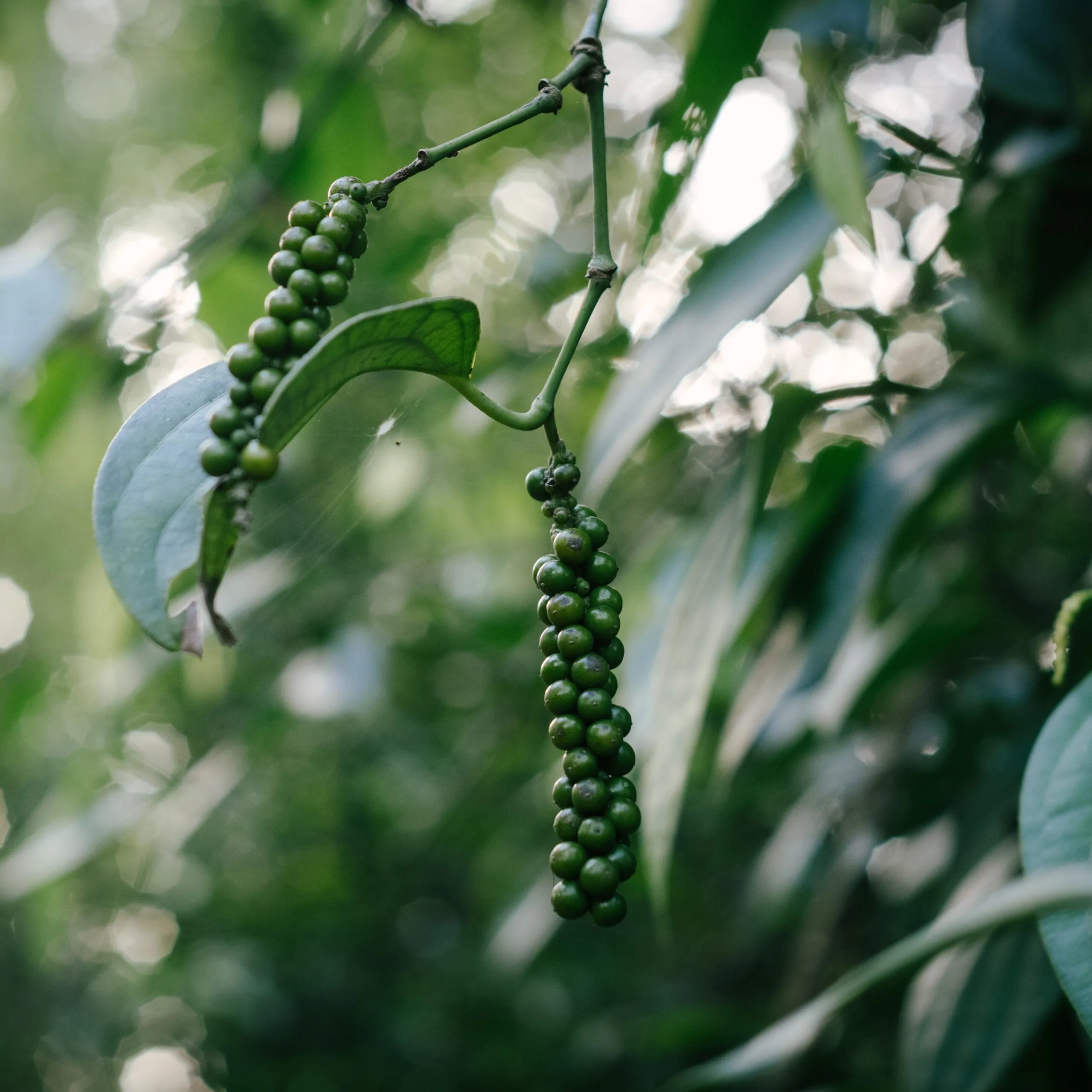 Peppercorn