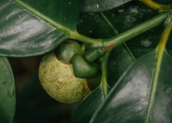 Buy Fresh Mangosteen online