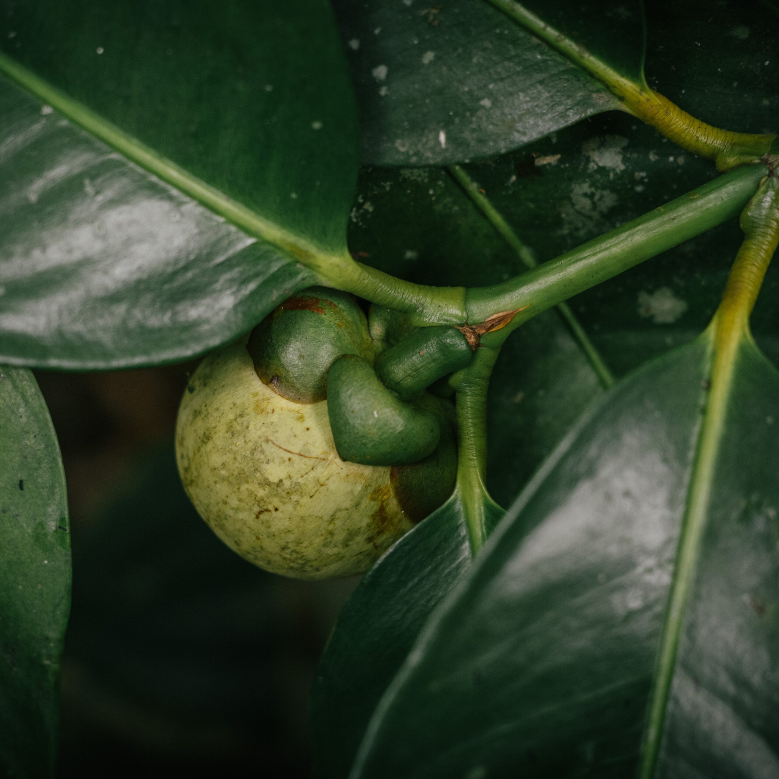 Buy Fresh Mangosteen online