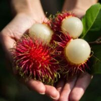 Organic and Fresh Red Rambutan