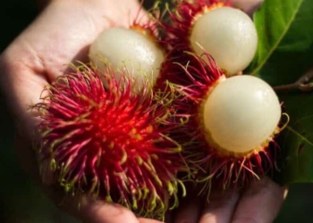 Organic and Fresh Rambutan